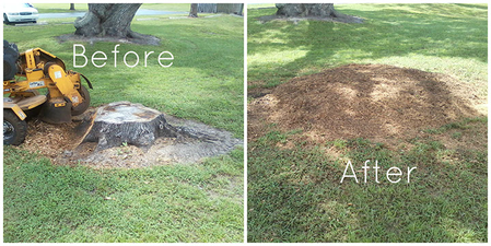 Stump Grinding Before And After